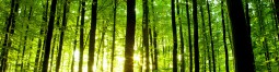 Pourquoi se chauffer au bois ?