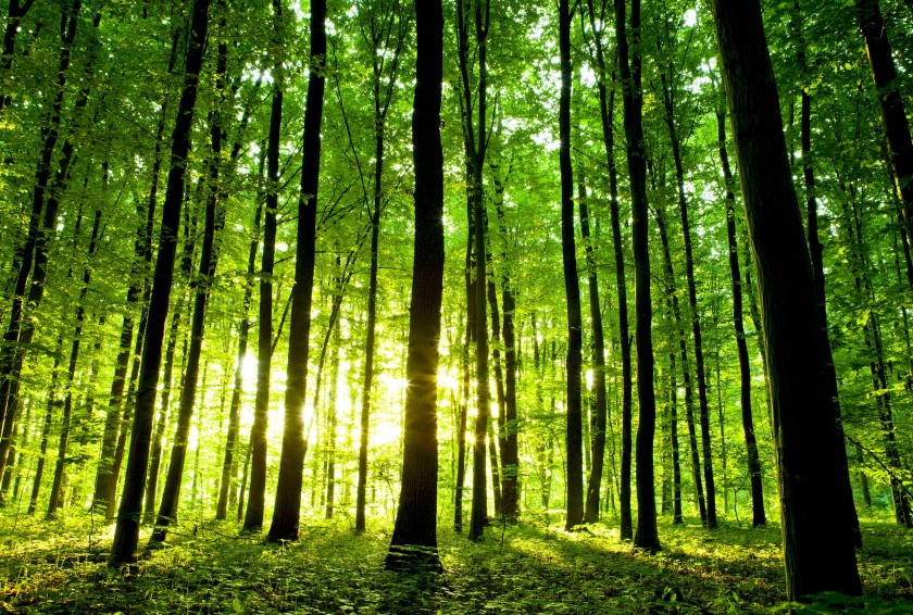 Pourquoi se chauffer au bois ?